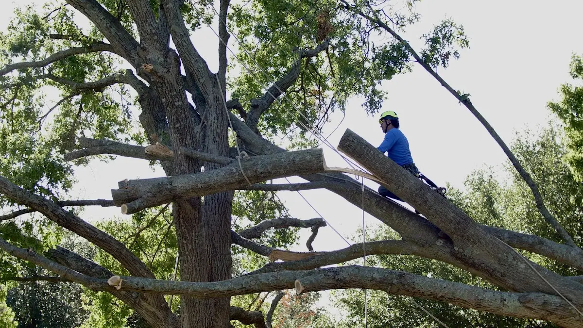 Professional Hazardous Tree Removal performed by certified arborists in Elmwood