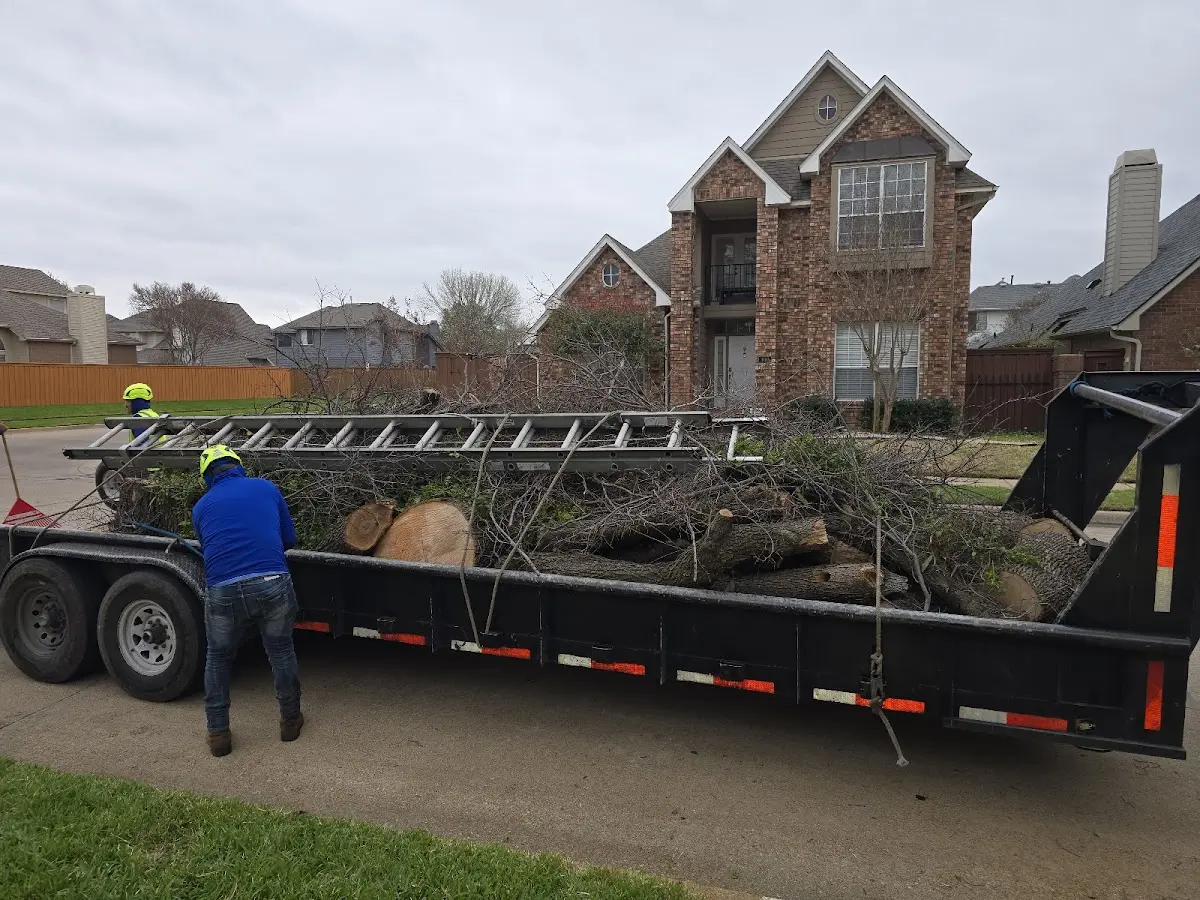 Expert Tree Fertilization with proper safety equipment in Elmwood